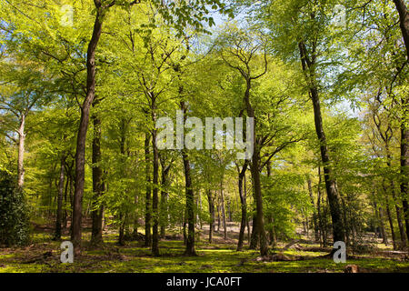 Deutschland, Ruhrgebiet, Frühling in einem Wald bei Ruhrhoehenweg im Ardey-Gebirge in der Nähe von Wetter. Stockfoto