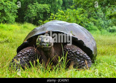 Galapagos Riesenschildkröte (Geochelone Elephantopus) auf der Insel Santa Cruz in Galapagos Nationalpark in Ecuador. Es ist die größte lebende Art der torto Stockfoto