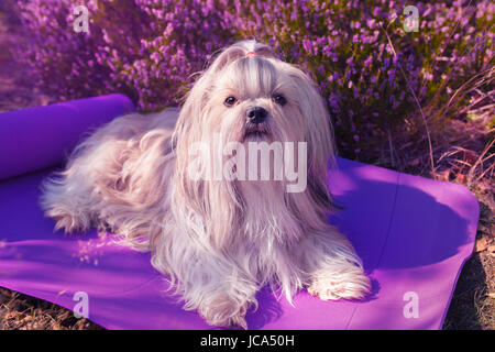 Shih Tzu Hund auf Matte im Freien liegen. Weiche rosa Blume auf Hintergrund und Farbe abtönen. Stockfoto