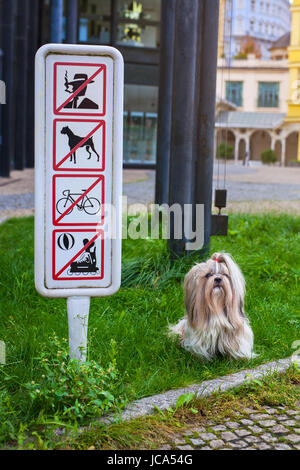 Shih-Tzu Hund in modernen europäischen Stadt. Sitzen auf Rasen am Schild mit verboten. Keine Hunde zu Fuß Verbot Konzept. Stockfoto