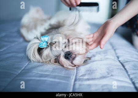 Shih Tzu Hund am Bett liegen und Fellpflege mit Kamm Stockfoto