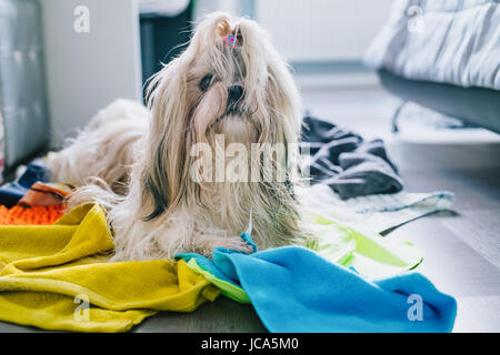 Shih Tzu Hund machen, zu Hause zu verwirren und zu stehlen Lumpen und Handtücher Stockfoto