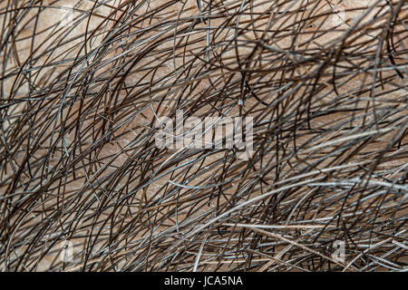 Menschlichen Männerhaut mit Bart Haar super Nahaufnahme. Vergrößerung ca. 100 Mal. Stockfoto