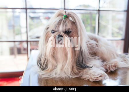 Shih Tzu Hund liegen auf Tisch im luxuriösen Interieur mit großen Fenstern Stockfoto