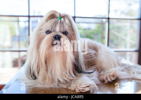 Shih Tzu Hund liegen auf Tisch im luxuriösen Interieur mit großen Fenstern Stockfoto