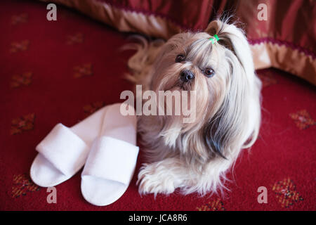 Shih Tzu Hund auf roten Teppich liegend mit Besitzer Hausschuhe in Luxus-Interieur Stockfoto