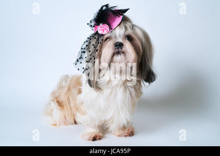 Shih Tzu Hund in rosa Hut sitzt auf weißem Hintergrund Stockfoto