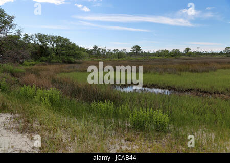 Bäume und Gräser in ein Salzwasser Marsh entlang der Florida Gulf Coast Stockfoto