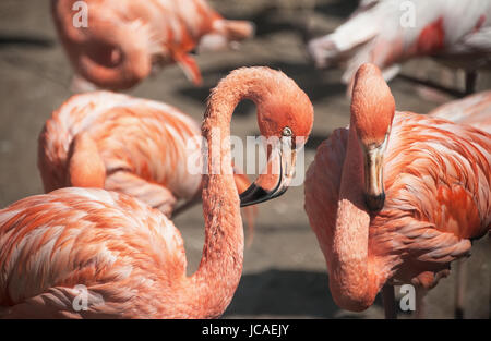 Zwei große rosa Flamingo Closeup. Stockfoto