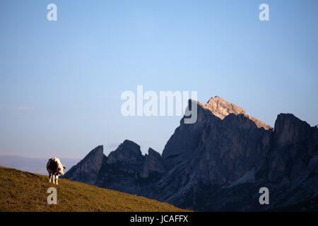 Eine einsame Kuh grasen auf einer Wiese am Passo Giau, Dolomiten, Italien. Stockfoto