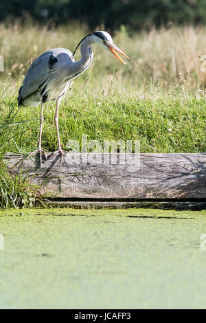 Graureiher auf Nahrungssuche am Ufer eines Baches in Bushy Park, West London, UK Stockfoto