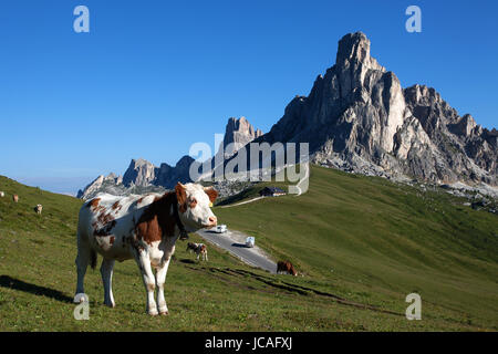 Eine Herde Kühe grasen auf einer malerischen Wiese am Passo Giau, Dolomiten, Italien. Stockfoto