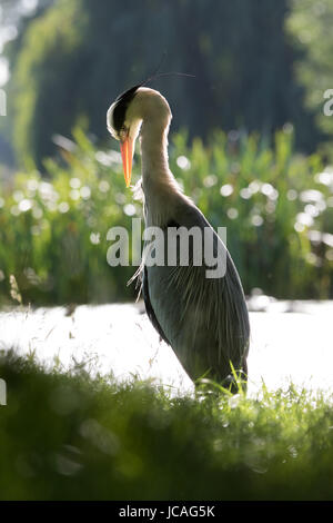 Graureiher putzen sein Gefieder von einem grünen See in Bushy Park, West London, UK Stockfoto