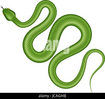 Grüne Baumpython Vektor-Illustration. Isolierte tropische Schlange auf weißem Hintergrund. Stock Vektor
