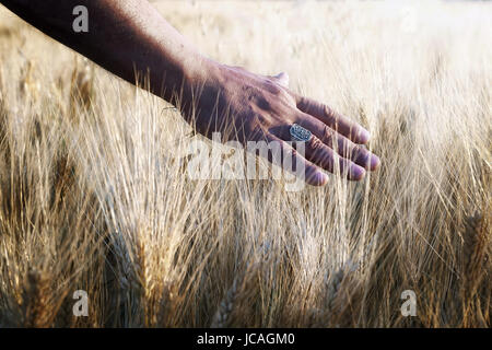 Weizenfeld angebaut und einer Hand streichelt die Stiele der Weizen bei Gegenlicht. Stockfoto