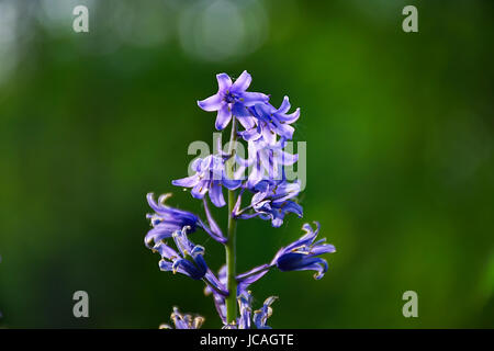 Glockenblumen auf Waldboden. Stockfoto