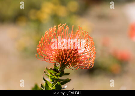 Nadelkissen Protea (Leucospermum Cordifolium) aka Flamme Riesen. Stockfoto