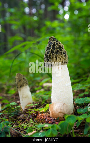 ungenießbare Pilz wächst in Wäldern, Mitteleuropa, Phallus impudicus Stockfoto