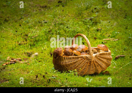 Korb voller Pilze auf einer Wiese in den Wald. Boletus Edulis. Stockfoto