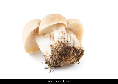 Bucnh von frischen Calocybe Gambosa aus Wäldern auf weißem Hintergrund. Saisonale Pilze. Stockfoto