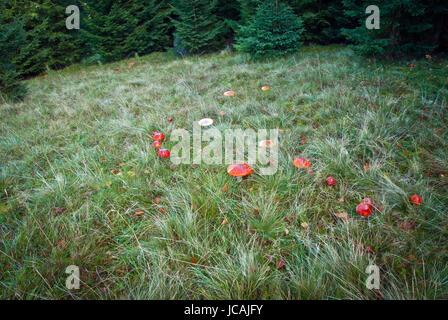 ungenießbare Pilz wächst in Wäldern und Wiesen, Mitteleuropa, Amanita muscaria Stockfoto