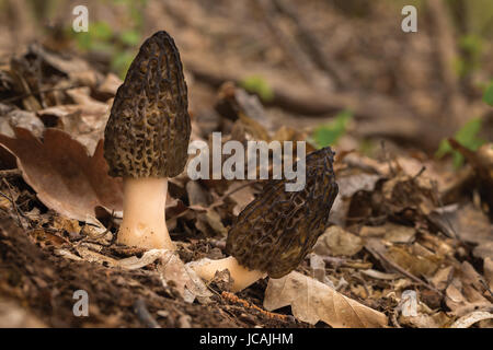 Speisepilze mit ausgezeichnetem Geschmack, wachsen im Frühjahr, Morchella conica Stockfoto