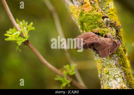 Speisepilze mit ausgezeichnetem Geschmack, wachsen im Frühjahr, Auricularia Auricula-judae Stockfoto