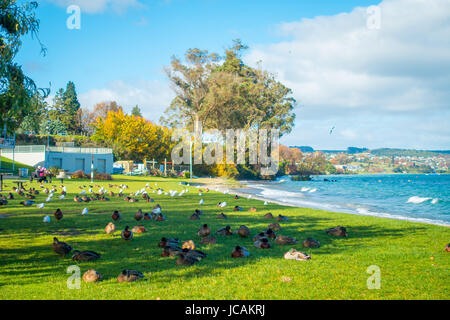 Nahaufnahme von der Pacific Black Enten oder graue Enten schlafen auf dem Rasen am Lake Taupo, Nordinsel von Neuseeland. Stockfoto