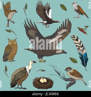 handgezeichnete Vektor realistische Vogel, Skizze Grafikstil, Festlegen der heimischen. Gänsegeier und Eule. Taube und Spatz. Rabe und Feder. Nest mit Eiern. Stock Vektor