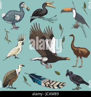 handgezeichnete Vektor realistische Vogel, Skizze Grafikstil, Festlegen der heimischen. Gänsegeier, Kakadu und breit-billed Papagei. Rhinoceros Hornbill und ausgestorbene Arten. MOA, Dodo und Feder. Stock Vektor