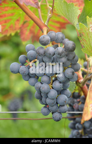 Weintrauben, Weintraube, Wein, Blau, Traube, Trauben, Weinstock, Rebe, Weinrebe, Weinreben, Rebstock, Weinberg, Obst, Frucht, Früchte, Natur, Landwirtschaft, rotwein Stockfoto