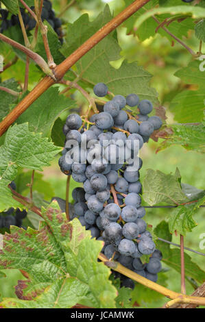 Weintrauben, Weintraube, Wein, Blau, Traube, Trauben, Weinstock, Rebe, Weinrebe, Weinreben, Rebstock, Weinberg, Obst, Frucht, Früchte, Natur, Landwirtschaft, rotwein Stockfoto