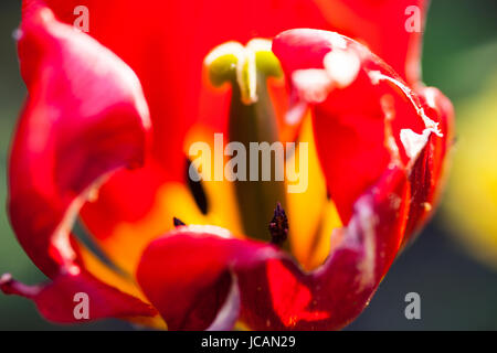 Nahaufnahme der verblassende rote Tulpe Blume. Stockfoto