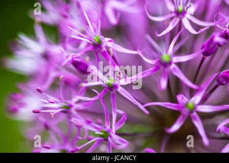 Nahaufnahme von der blühenden lila ornamentalen Zwiebel (Allium) Stockfoto