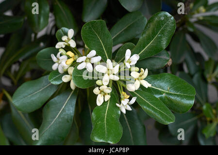 Pittosporum tobira Stockfoto