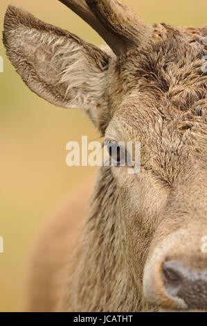 Red Deer Hirsch Kopf hautnah Stockfoto