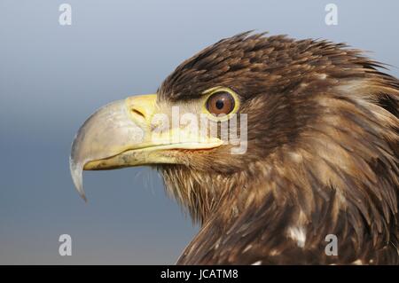 White-Tailed Seeadler Kopf hautnah Stockfoto