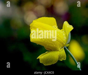 Mexikanische Tulip Poppy, Hunnemannia Fumariifolia, gelbe Blume in der Natur gegen dunkelgrünen Hintergrund, nach einem Regen von der Seite gesehen. Stockfoto