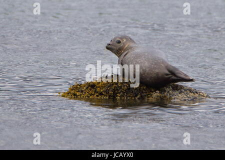 Seehunde Phoca Vitulina auf Felsen im Loch Flotte National Nature reserve Sutherland Schottland Stockfoto