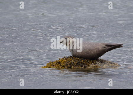 Gemeinsame oder Hafen Dichtung Phoca vitulina auf Rock im Loch Flotte National Nature Reserve Sutherland Schottland Stockfoto