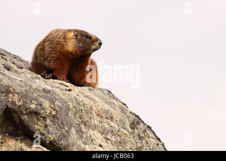 Ein Yellow-bellied Marmot ruht auf einem Felsen im Yellowstone National Park. Stockfoto