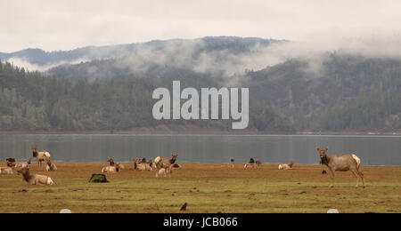 Tule Elk Herde entlang Bergsee in Nordkalifornien. Stockfoto
