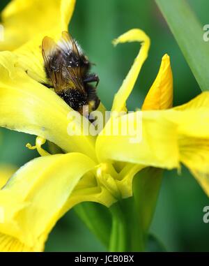 White-Tailed Hummel auf eine gelbe Iris Stockfoto