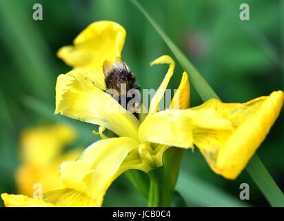 White-Tailed Hummel auf eine gelbe Iris Stockfoto