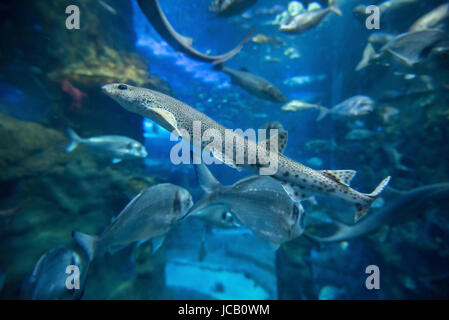 Fische schwimmen in großen Meerwasseraquarium. Stockfoto