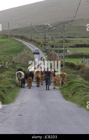 Irischer Landwirt, der Kuhherde auf einer Landstraße in der Grafschaft Kerry, Irland, fährt. Stockfoto