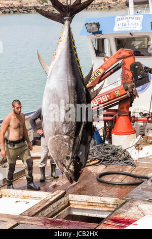 Fischer entladen Atlantic Bluefin Thunfisch der Almadraba Labyrinth net System am Hafen Pier gefangen. Barbate, Cádiz, Andalusien, Spanien. Stockfoto