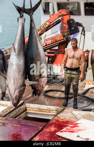 Fischer entladen Atlantic Bluefin Thunfisch der Almadraba Labyrinth net System am Hafen Pier gefangen. Barbate, Cádiz, Andalusien, Spanien. Stockfoto