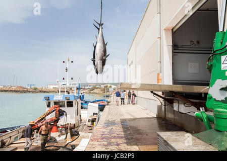 Fischer entladen Atlantic Bluefin Thunfisch der Almadraba Labyrinth net System am Hafen Pier gefangen. Barbate, Cádiz, Andalusien, Spanien. Stockfoto