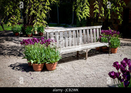 Diese Bank befindet sich in einem formalen botanischen Garten. Der Garten vorhanden frisch blühende violette Tulpen, die überall im Park zu finden. Stockfoto